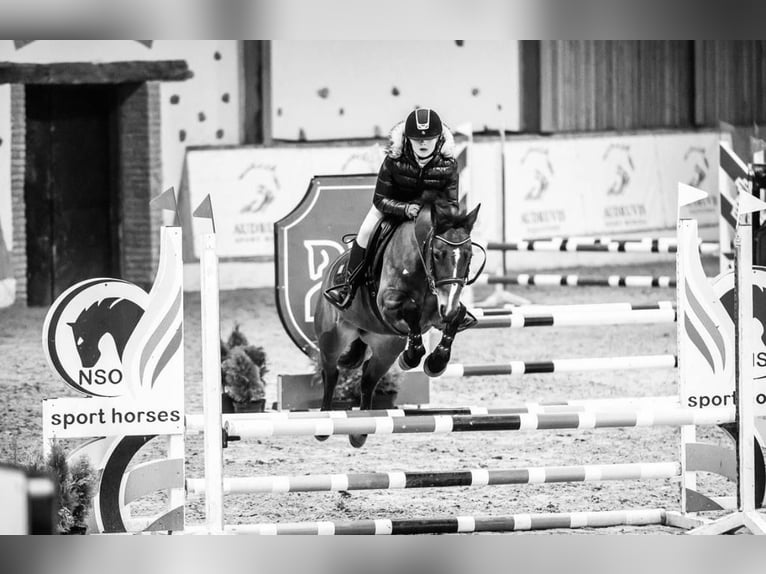 Welsh-B Mix Stute 9 Jahre 144 cm Rotbrauner in Pi&#x146;&#x137;i, M&#x101;rupes novads