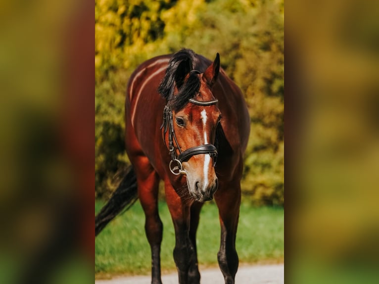 Welsh-B Mix Stute 9 Jahre 144 cm Rotbrauner in Pi&#x146;&#x137;i, M&#x101;rupes novads