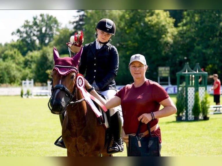 Welsh-B Mix Stute 9 Jahre 144 cm Rotbrauner in Pi&#x146;&#x137;i, M&#x101;rupes novads