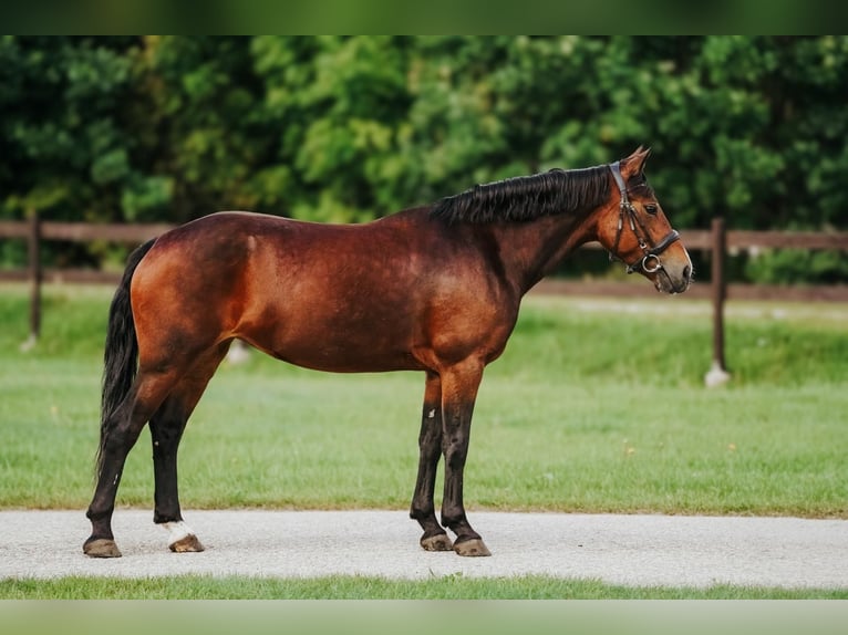 Welsh-B Mix Stute 9 Jahre 144 cm Rotbrauner in Pi&#x146;&#x137;i, M&#x101;rupes novads