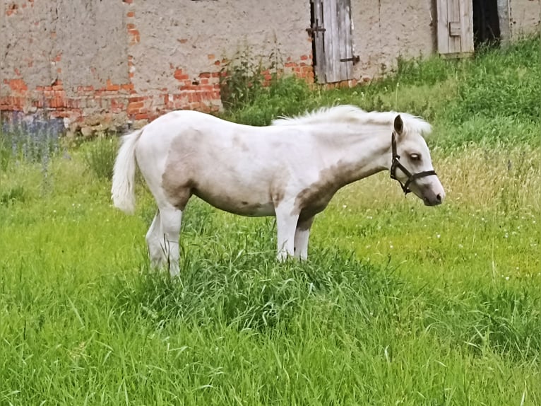 Welsh-B Mix Stute Fohlen (03/2025) 130 cm Palomino in Ludowice