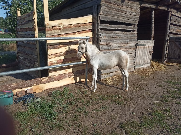 Welsh-B Mix Stute Fohlen (03/2025) 130 cm Palomino in Ludowice