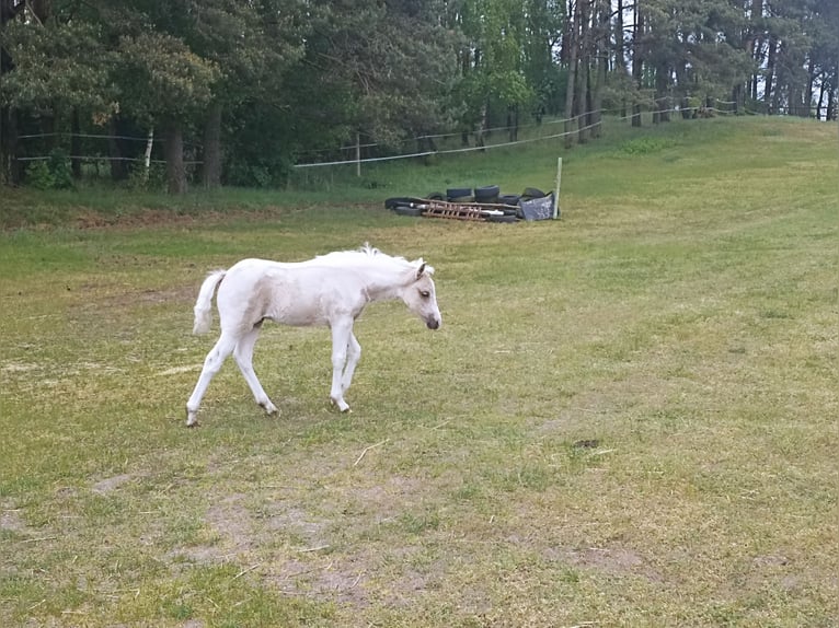 Welsh-B Mix Stute Fohlen (03/2025) 130 cm Palomino in Ludowice