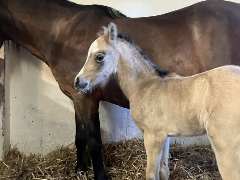 Welsh-B Stute  136 cm Buckskin in Dötlingen