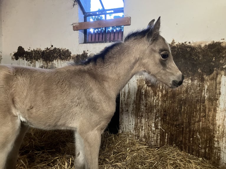 Welsh-B Stute  136 cm Buckskin in Dötlingen