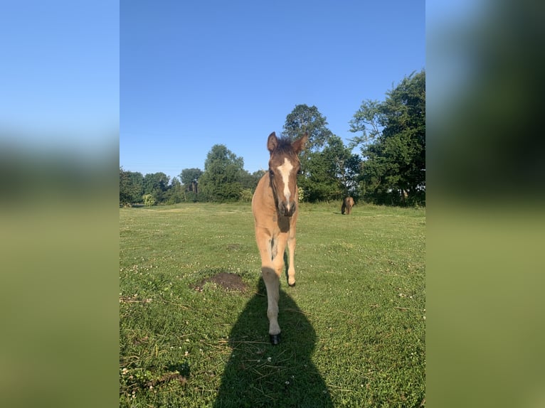 Welsh-B Mix Stute Fohlen (04/2026) 140 cm Buckskin in Klein Offenseth-Sparrieshoop