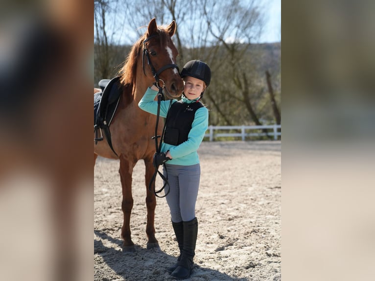 Welsh-B Unbekannt 13 Jahre 128 cm Fuchs in Wächtersbach