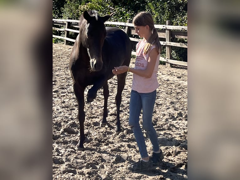 Welsh B Valack 13 år 138 cm Mörkbrun in Rosengarten