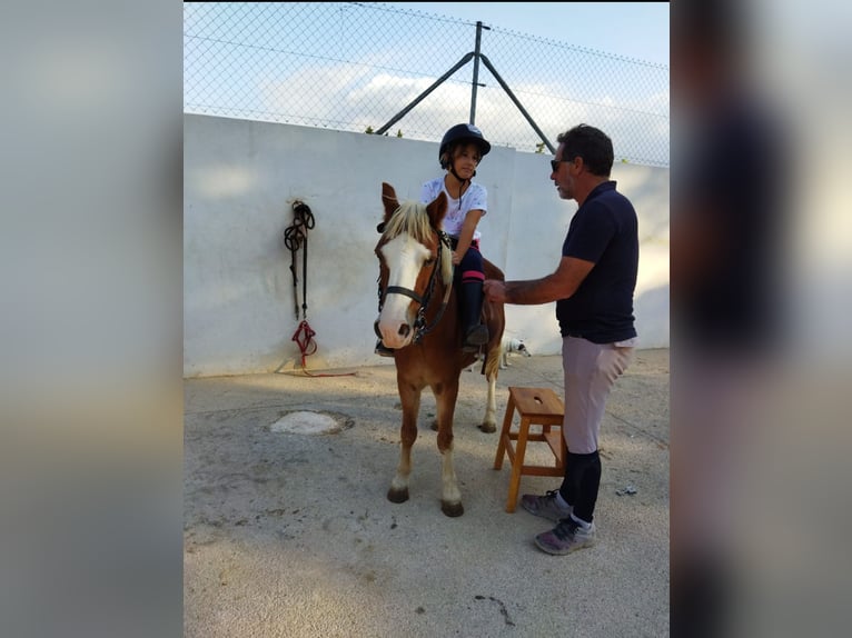 Welsh B Valack 15 år 117 cm in Fortuna