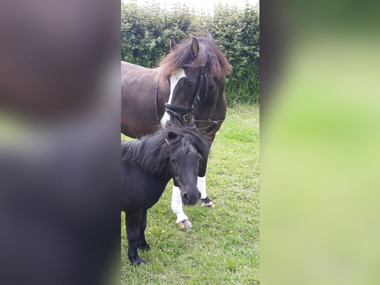 Welsh B Valack 18 år 139 cm Mörkbrun in Seeth