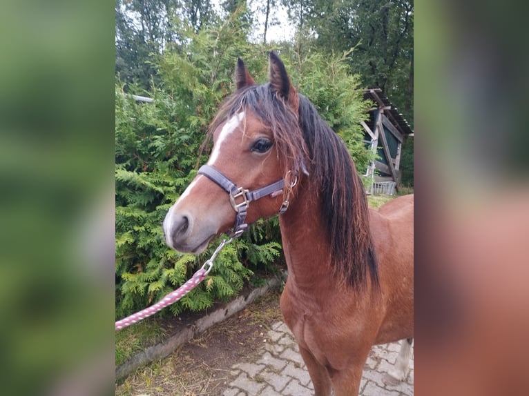 Welsh B Valack 1 år 120 cm Brun in Bamberg