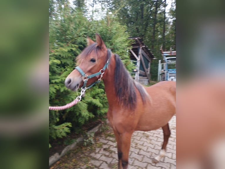 Welsh B Valack 1 år 120 cm Brun in Bamberg