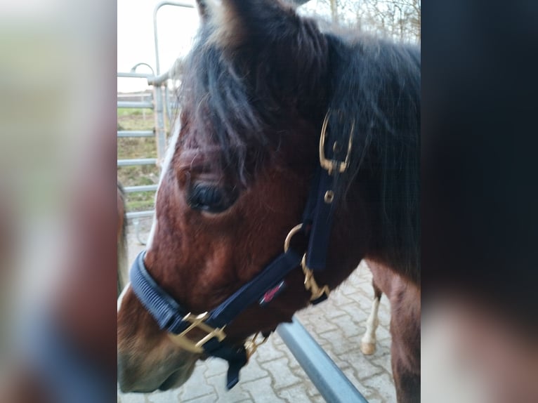 Welsh B Valack 1 år 120 cm Brun in Bamberg