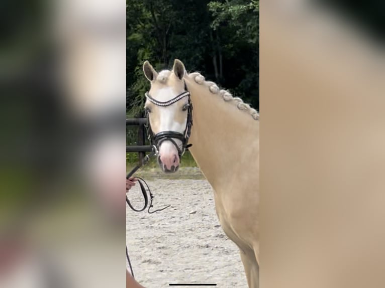 Welsh B Valack 4 år 135 cm Palomino in Grolloo