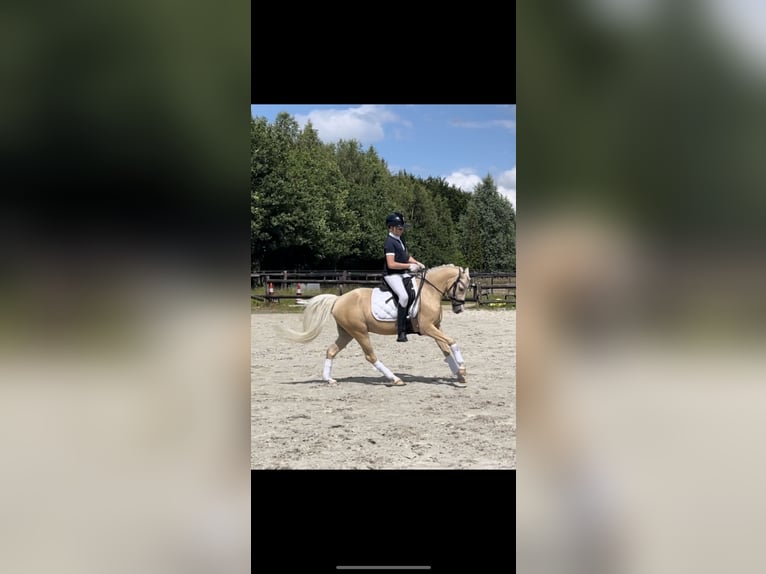 Welsh B Valack 4 år 135 cm Palomino in Grolloo