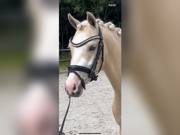 Welsh B Valack 4 år 135 cm Palomino in Grolloo