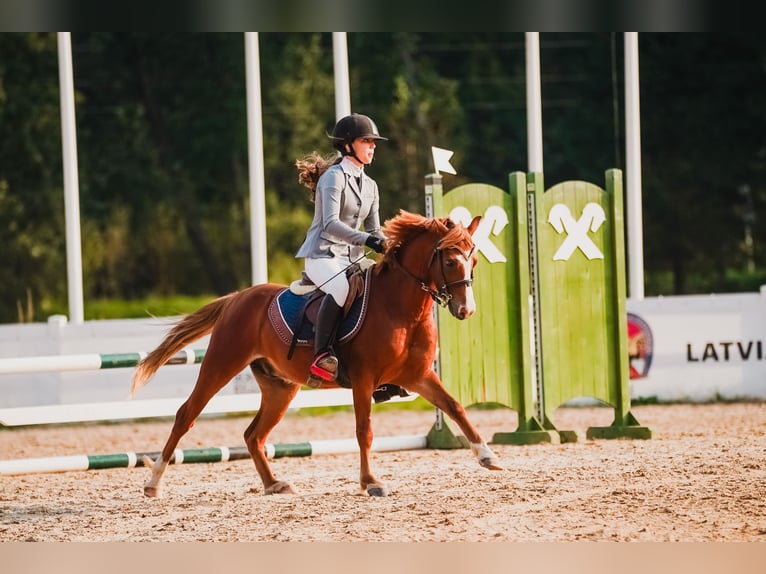 Welsh B Valack 6 år Brun in Cesis