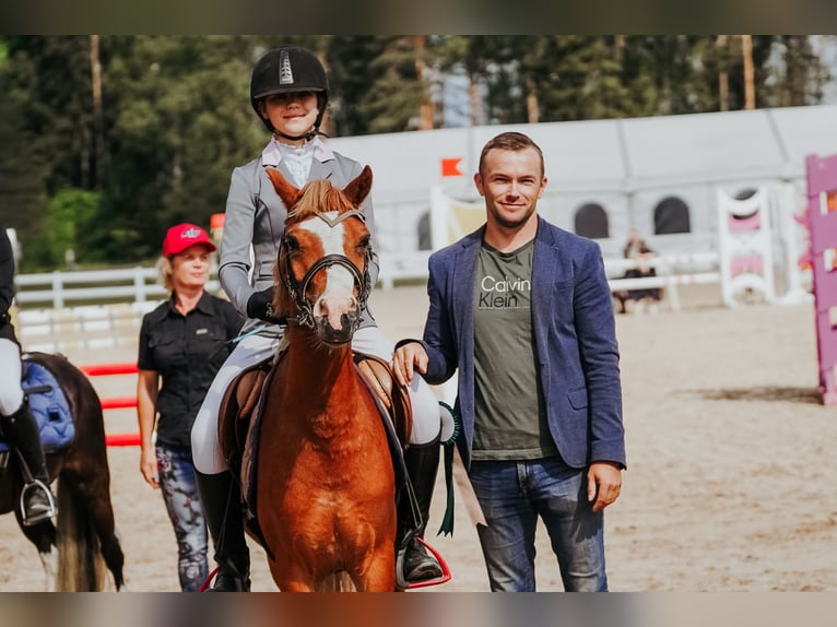 Welsh B Valack 6 år Brun in Cesis