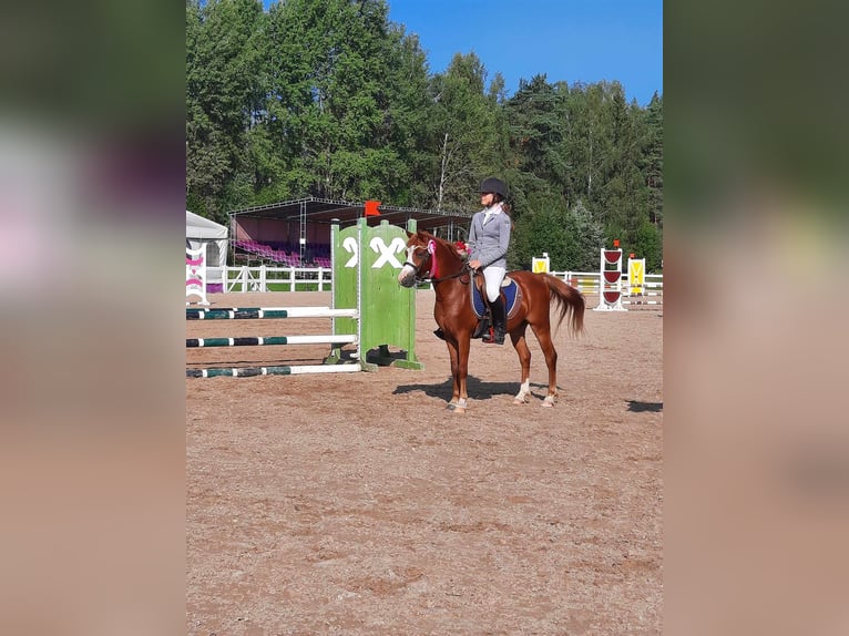 Welsh B Valack 6 år Brun in Cesis