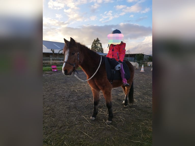 Welsh-B Wallach 10 Jahre 129 cm Brauner in Landscheid