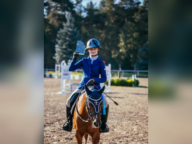 Welsh-B Wallach 10 Jahre 130 cm Brauner in Żnin