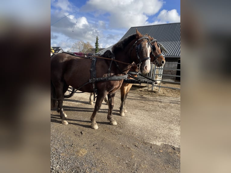 Welsh-B Wallach 10 Jahre 130 cm Fuchs in K&#xFC;rten