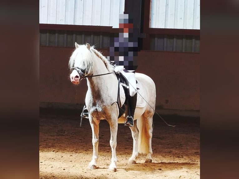 Welsh-B Wallach 10 Jahre 130 cm Schimmel in Rennerod