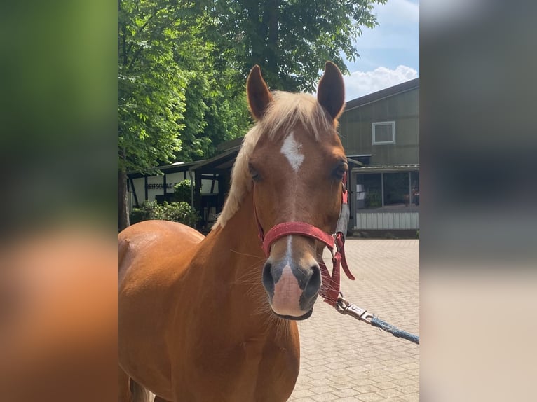 Welsh-B Wallach 10 Jahre 131 cm Fuchs in Veringenstadt