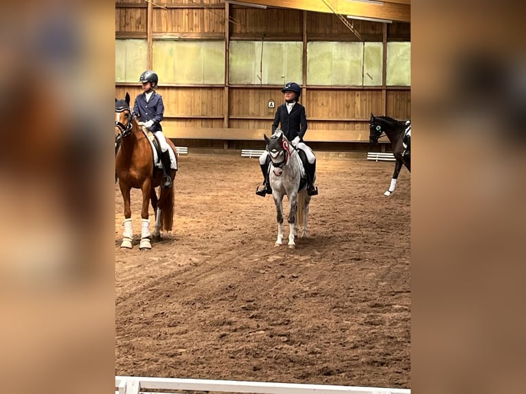 Welsh-B Wallach 10 Jahre 132 cm Apfelschimmel in Berlin