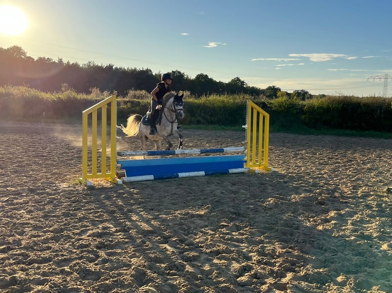 Welsh-B Wallach 10 Jahre 132 cm Apfelschimmel in Berlin