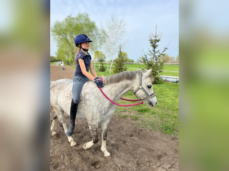 Welsh-B Wallach 10 Jahre 132 cm Apfelschimmel in Berlin