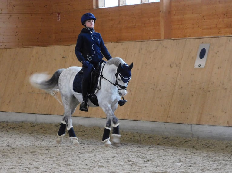 Welsh-B Wallach 10 Jahre 132 cm Apfelschimmel in Berlin