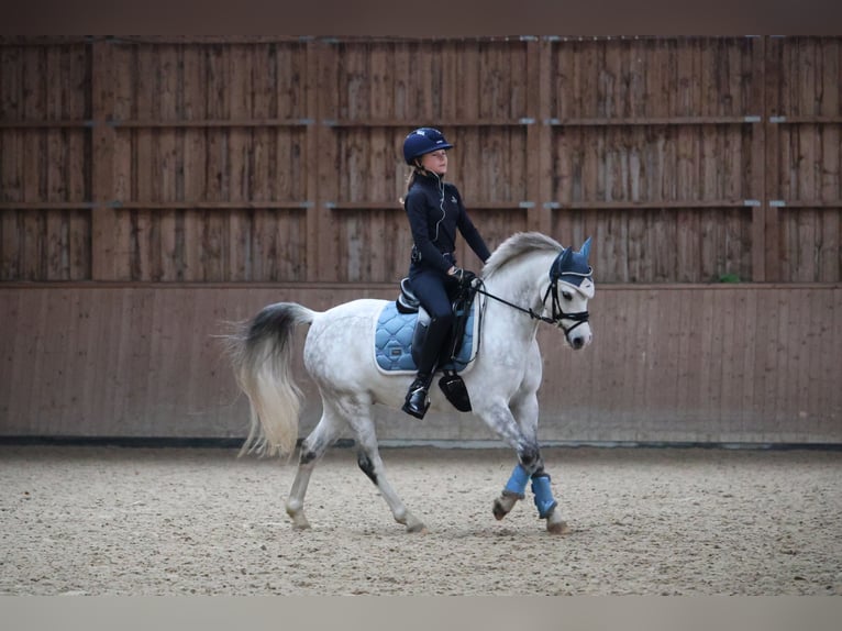 Welsh-B Wallach 10 Jahre 132 cm Apfelschimmel in Berlin