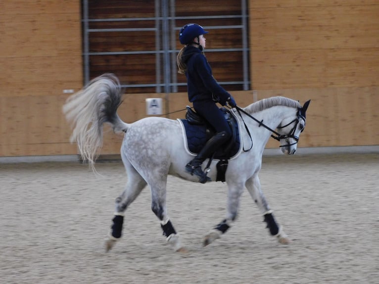 Welsh-B Wallach 10 Jahre 132 cm Apfelschimmel in Berlin