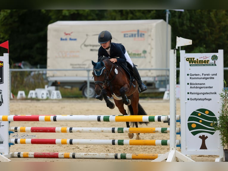 Welsh-B Wallach 10 Jahre 133 cm Brauner in Friedberg