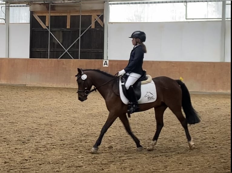 Welsh-B Wallach 10 Jahre 133 cm Brauner in Friedberg