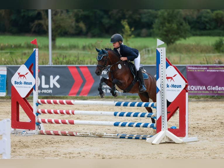 Welsh-B Wallach 10 Jahre 133 cm Brauner in Friedberg
