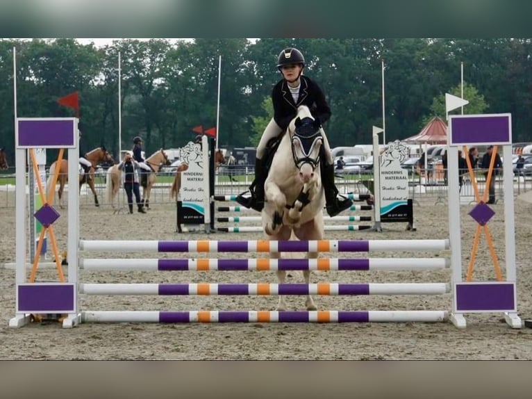 Welsh-B Wallach 10 Jahre 136 cm Cremello in Zandpol