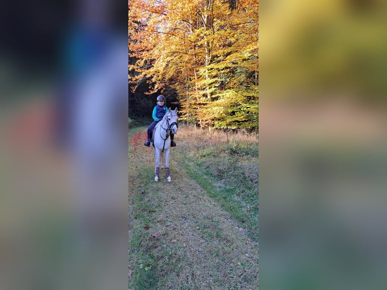 Welsh-B Wallach 10 Jahre 136 cm Schimmel in Aichstetten