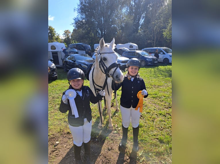 Welsh-B Wallach 10 Jahre 136 cm Schimmel in Aichstetten