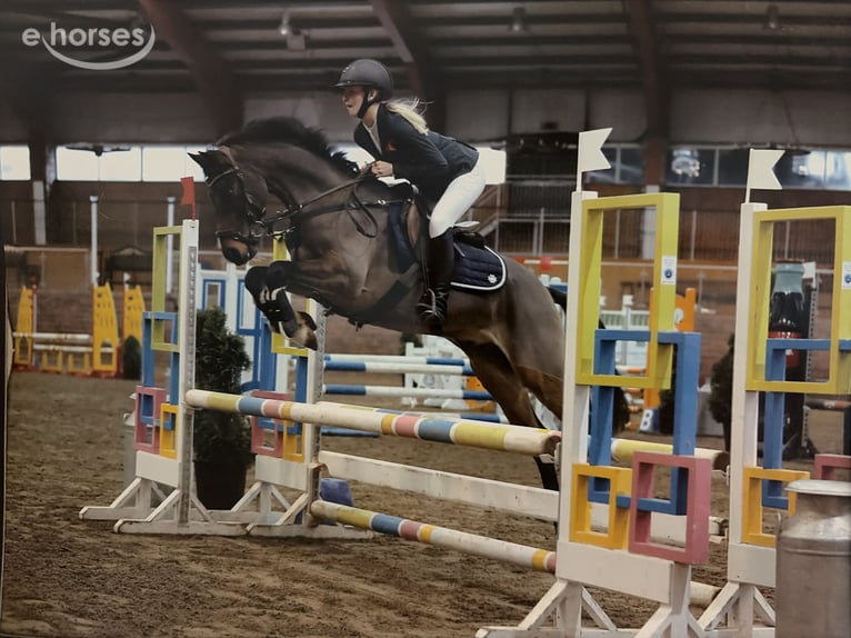 Welsh-B Wallach 10 Jahre 147 cm Rotbrauner in Kildare