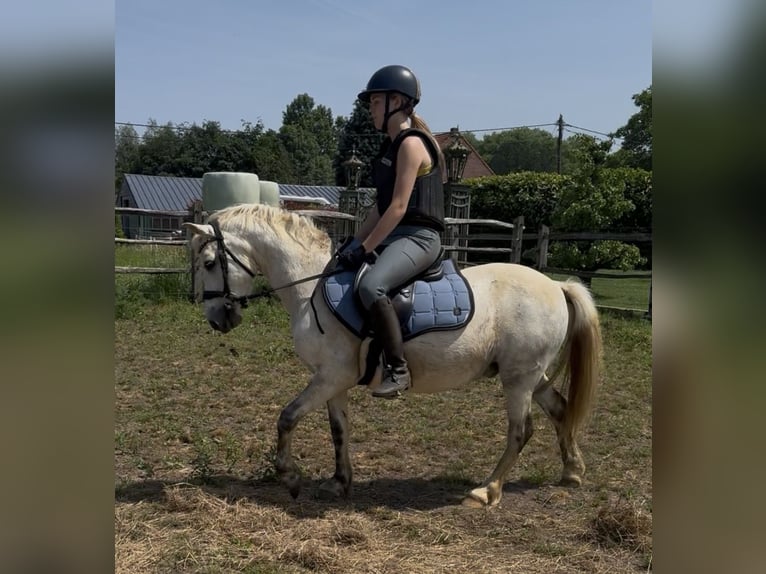 Welsh-B Wallach 11 Jahre 125 cm Blauschimmel in Lille