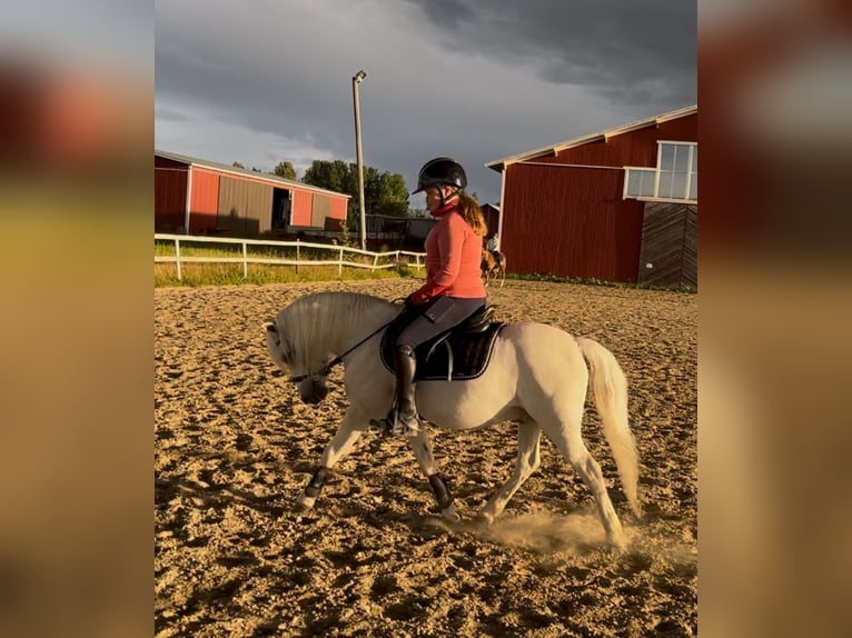 Welsh-B Wallach 11 Jahre 125 cm  in GROTE-BROGEL