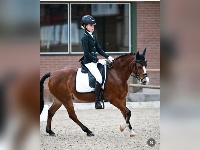 Welsh-B Wallach 11 Jahre 127 cm Brauner in Oudewater Welsh-B Wallach 11 Jahre 127 cm Brauner in Oudewater