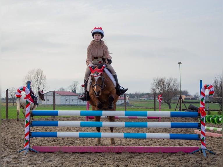 Welsh-B Wallach 11 Jahre 127 cm Brauner in Żnin