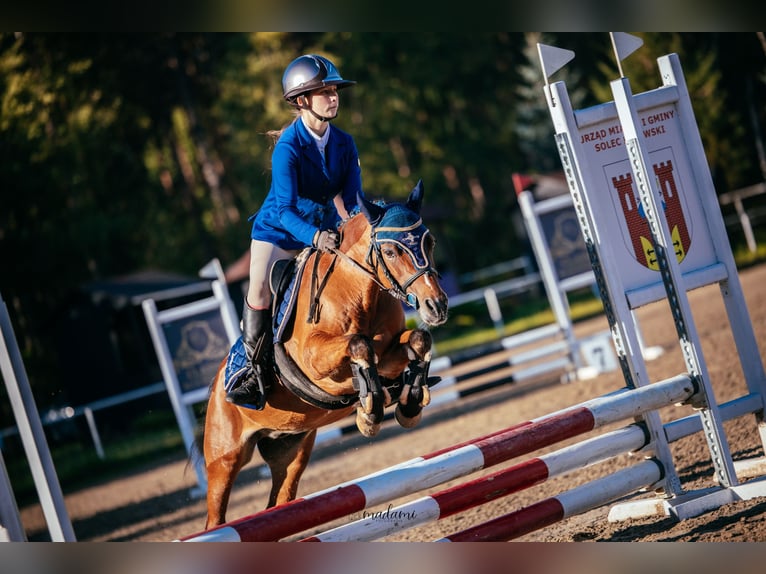 Welsh-B Wallach 11 Jahre 127 cm Brauner in Żnin