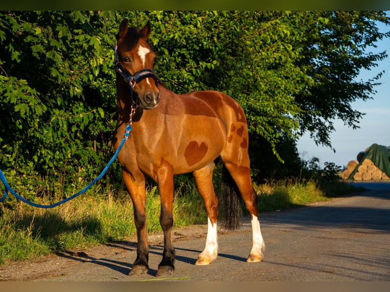 Welsh-B Wallach 11 Jahre 127 cm Brauner in Żnin