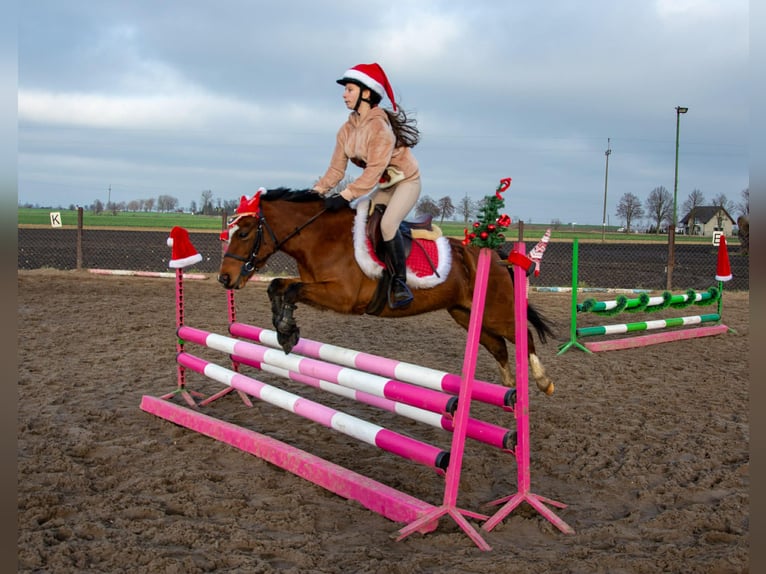 Welsh-B Wallach 11 Jahre 130 cm Brauner in Żnin