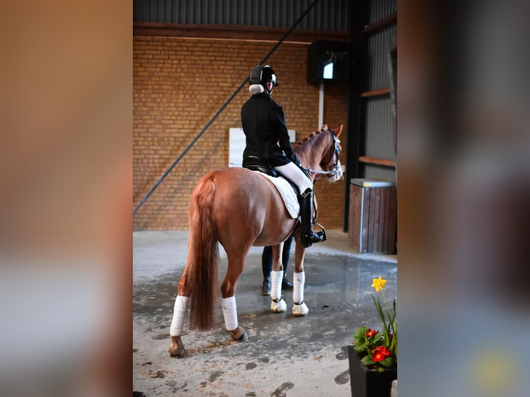 Welsh-B Wallach 11 Jahre 130 cm Fuchs in Grindsted