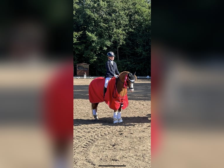 Welsh-B Wallach 11 Jahre 130 cm Fuchs in Grindsted